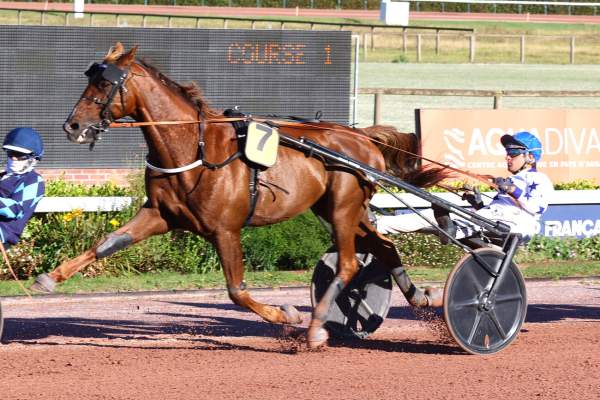 Photo de JAMAIS cheval de TROT ATTELE
