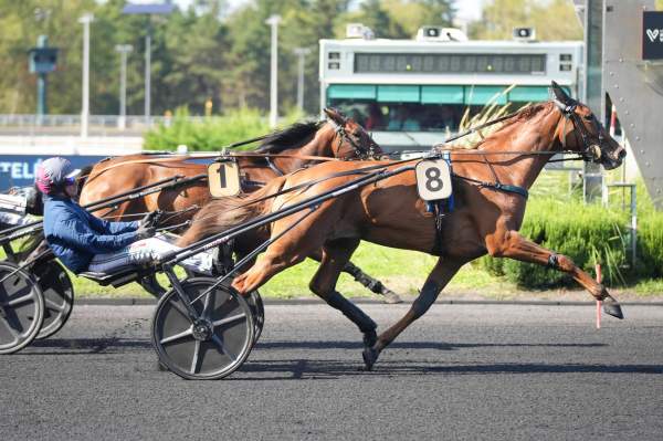 Photo de OLDHAM cheval de TROT ATTELE