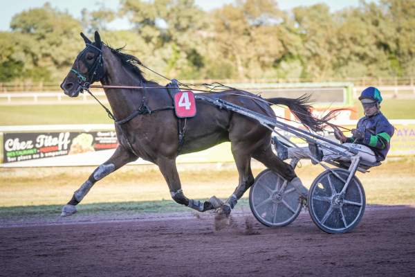 Photo de KING PRESTIGE cheval de TROT ATTELE