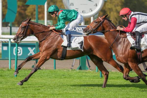 Photo de SHANDIYANA cheval de PLAT