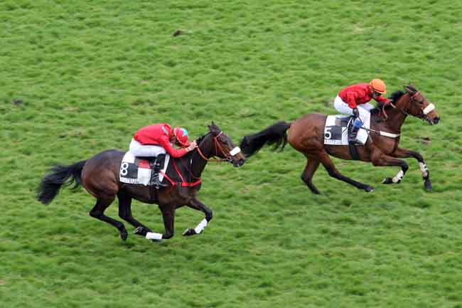 Arrivée quinté pmu PRIX DE MARSAN à AUTEUIL