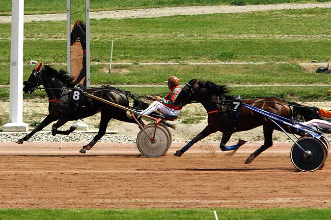 Arrivée quinté pmu PRIX LAGON VERT à TOULOUSE