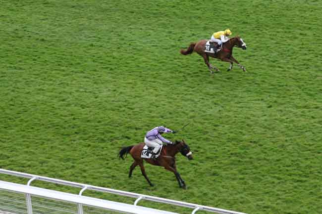 Arrivée quinté pmu PRIX GOPAL à AUTEUIL