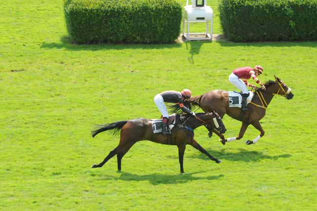 Arrivée quinté pmu PRIX CARMONT à AUTEUIL