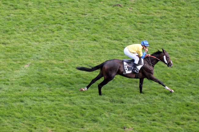 Arrivée quinté pmu PRIX LE GOURZY à AUTEUIL