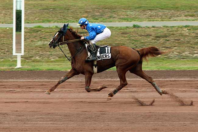 Arrivée quinté pmu PRIX FIESTA D'ANJOU à ANGERS