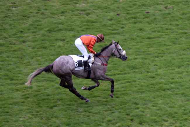 Arrivée quinté pmu PRIX ELISA à AUTEUIL