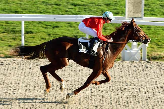 Arrivée quinté pmu PRIX DU LANGUEDOC à CAGNES-SUR-MER