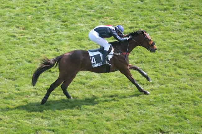Arrivée quinté pmu PRIX DE MARSAN à AUTEUIL