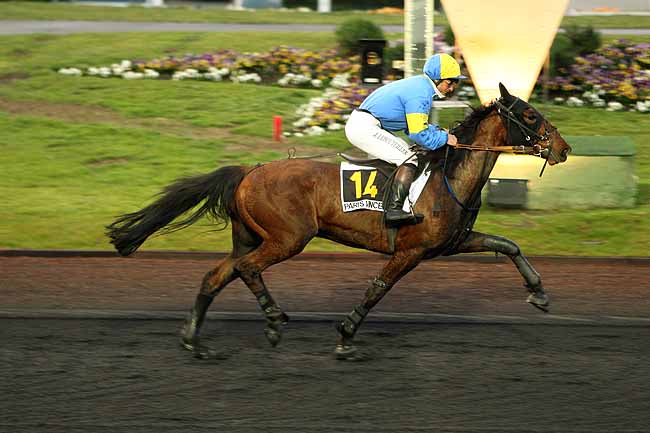 Arrivée quinté pmu PRIX ADRIA à PARIS-VINCENNES