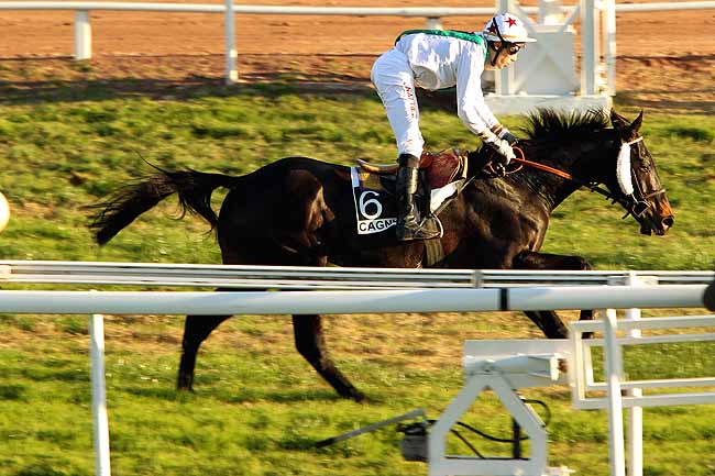 Arrivée quinté pmu PRIX HENRI VERAN à CAGNES-SUR-MER