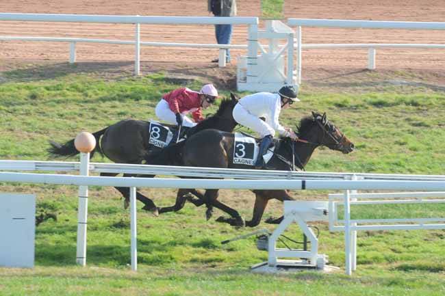 Arrivée quinté pmu PRIX DE LA BRETAGNE à CAGNES-SUR-MER