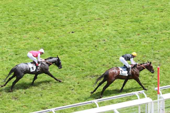 Arrivée quinté pmu PRIX PHARAON à AUTEUIL