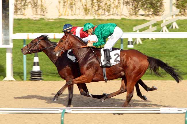 Photo d'arrivée de la course pmu PRIX DU SAUBOUAS à DEAUVILLE le Mardi 20 octobre 2015