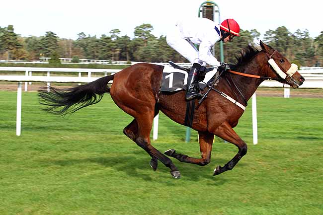 Photo d'arrivée de la course pmu PRIX DU DEBUCHER à FONTAINEBLEAU le Jeudi 5 novembre 2015