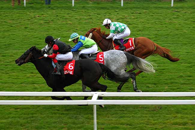 Photo d'arrivée de la course pmu PRIX DU QUARTIER SAINT-CYPRIEN à TOULOUSE le Mercredi 11 novembre 2015