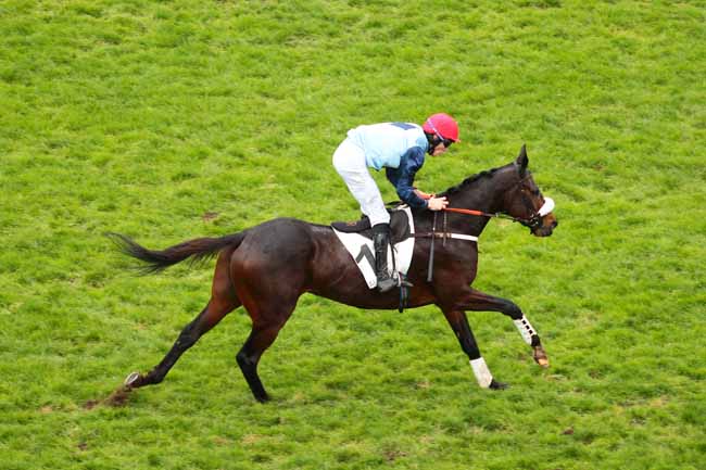 Photo d'arrivée de la course pmu PRIX MORGEX à AUTEUIL le Dimanche 29 novembre 2015
