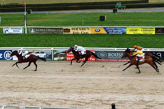 Photo d'arrivée de la course pmu PRIX DU CONSEIL GENERAL DES PYRENEES-ATLANTIQUES à PAU le Mercredi 6 janvier 2016