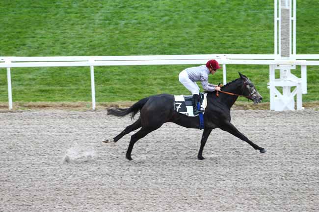 Photo d'arrivée de la course pmu PRIX FIROUZAN à CAGNES-SUR-MER le Mercredi 20 janvier 2016