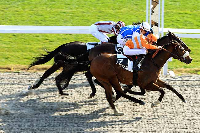 Photo d'arrivée de la course pmu PRIX DES ILES DU FRIOUL à CAGNES-SUR-MER le Mardi 26 janvier 2016