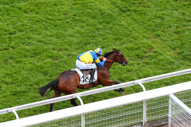 Photo d'arrivée de la course pmu PRIX MELINOIR à AUTEUIL le Vendredi 27 mai 2016