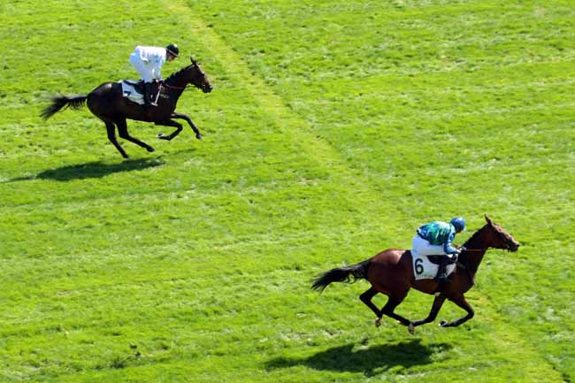 Photo d'arrivée de la course pmu PRIX PELAT à AUTEUIL le Vendredi 9 septembre 2016