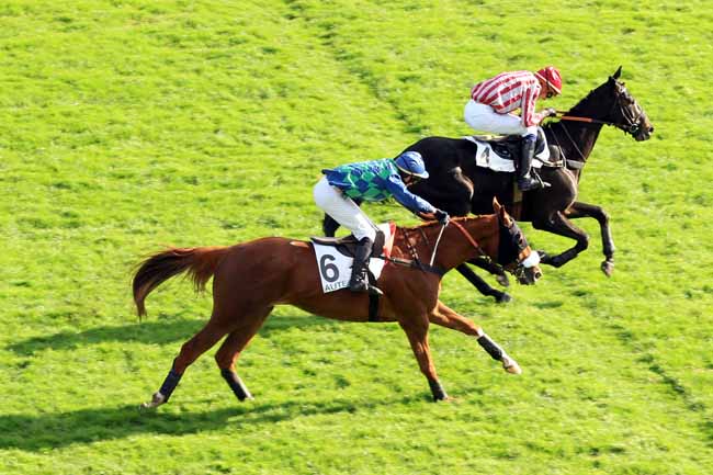 Photo d'arrivée de la course pmu 116E PRIX DE FRANCE à AUTEUIL le Samedi 5 novembre 2016