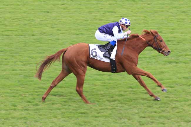 Photo d'arrivée de la course pmu PRIX FAIRY LEGEND à SAINT-CLOUD le Mardi 8 novembre 2016