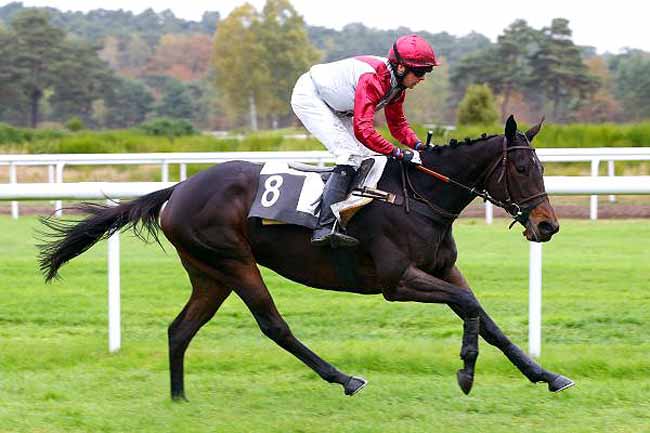 Photo d'arrivée de la course pmu PRIX HENRY MAZE-SENCIER à FONTAINEBLEAU le Jeudi 10 novembre 2016