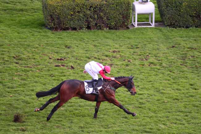 Photo d'arrivée de la course pmu PRIX BERNARD DE DUFAU à AUTEUIL le Samedi 19 novembre 2016