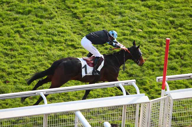 Photo d'arrivée de la course pmu PRIX LE GOURZY à AUTEUIL le Dimanche 27 novembre 2016