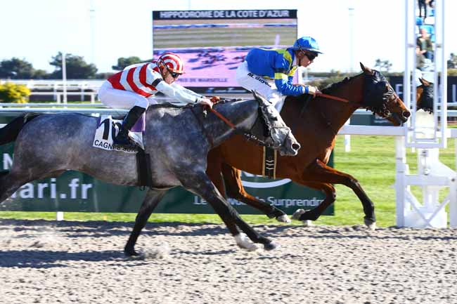 Photo d'arrivée de la course pmu PRIX DE MARSEILLE à CAGNES-SUR-MER le Mardi 24 janvier 2017