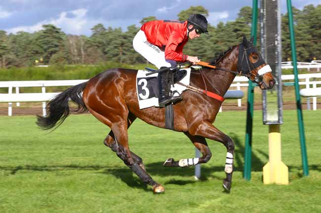 Photo d'arrivée de la course pmu PRIX TREMAILLE à FONTAINEBLEAU le Mardi 28 novembre 2017