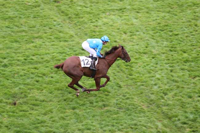 Photo d'arrivée de la course pmu PRIX MARC ANTONY à AUTEUIL le Dimanche 11 novembre 2018