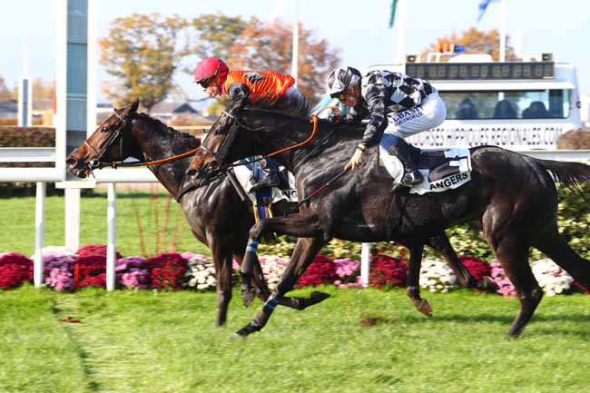 Photo d'arrivée de la course pmu HANDICAP D'ANGERS - LOIRE METROPOLE à ANGERS le Mercredi 14 novembre 2018