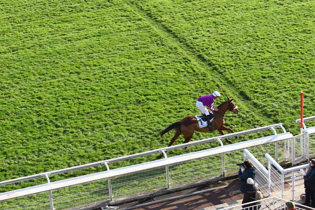Photo d'arrivée de la course pmu PRIX DE COYE à AUTEUIL le Mercredi 21 novembre 2018