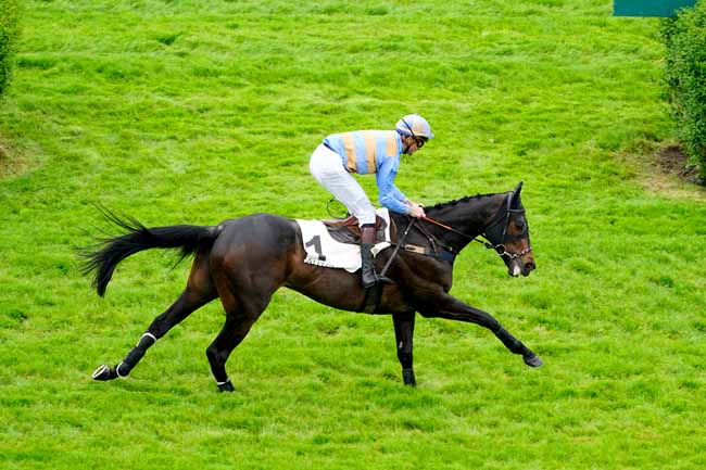 Photo d'arrivée de la course pmu PRIX SAINT-SAUVEUR à AUTEUIL le Vendredi 10 mai 2019