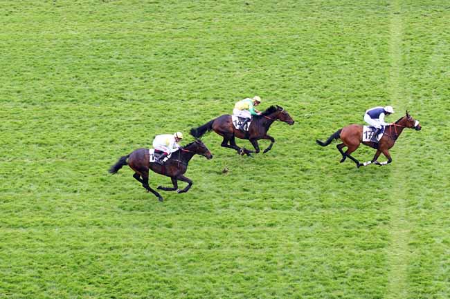 Photo d'arrivée de la course pmu PRIX WILD RISK à AUTEUIL le Dimanche 19 mai 2019