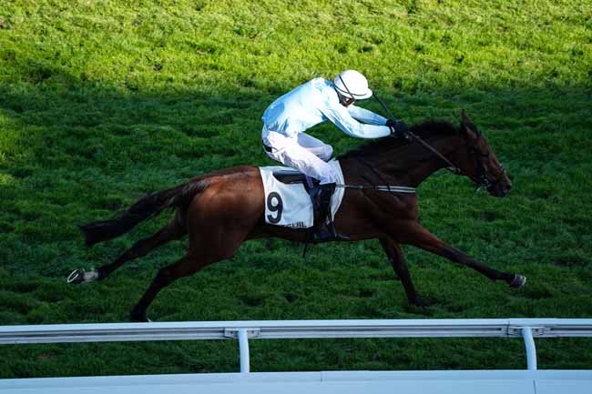 Photo d'arrivée de la course pmu PRIX PELAT à AUTEUIL le Mardi 3 septembre 2019
