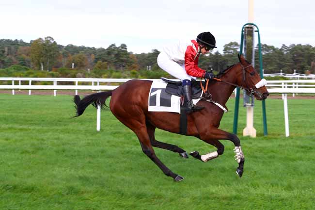 Photo d'arrivée de la course pmu PRIX DU CARREFOUR DU NID DE L'AIGLE à FONTAINEBLEAU le Vendredi 8 novembre 2019