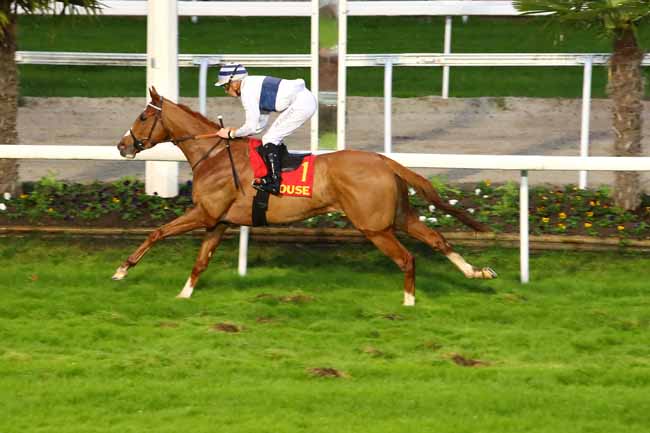 Photo d'arrivée de la course pmu PRIX DE SAINT-CYPRIEN à TOULOUSE le Lundi 11 novembre 2019