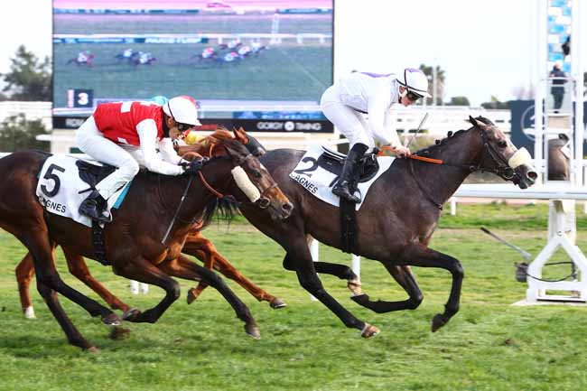 Photo d'arrivée de la course pmu PRIX DES ORANGERS à CAGNES-SUR-MER le Lundi 20 janvier 2020