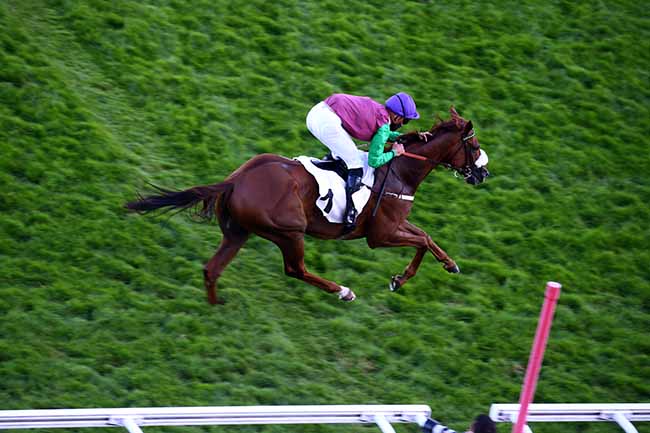 Photo d'arrivée de la course pmu PRIX SAINT-ETIENNE-DE-CORCOUE à AUTEUIL le Mercredi 9 septembre 2020