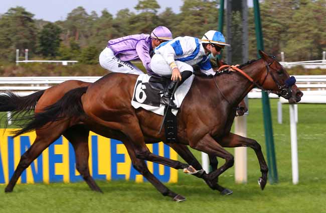 Photo d'arrivée de la course pmu PRIX DE LA CHAPELLE-LA-REINE à FONTAINEBLEAU le Dimanche 20 septembre 2020