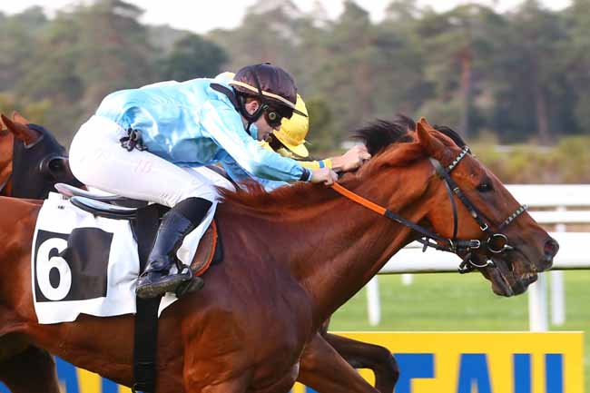 Photo d'arrivée de la course pmu PRIX DES CEDRES à FONTAINEBLEAU le Dimanche 20 septembre 2020