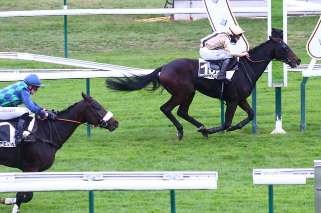 Photo d'arrivée de la course pmu PRIX DE LA HAGUE à COMPIEGNE le Mercredi 11 novembre 2020