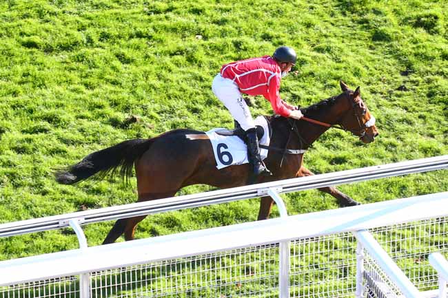 Photo d'arrivée de la course pmu PRIX DE BEAUGENCY (PELOTON B) à AUTEUIL le Samedi 21 novembre 2020