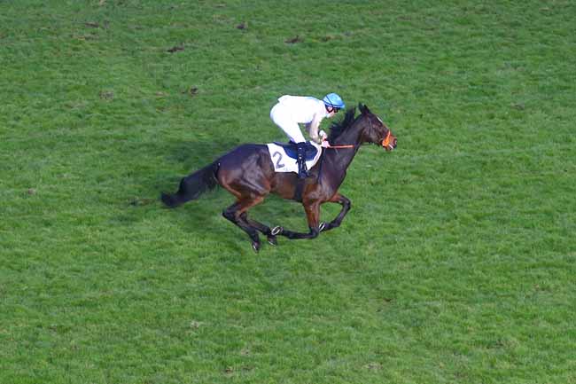 Photo d'arrivée de la course pmu PRIX JEAN LAUMAIN à AUTEUIL le Dimanche 29 novembre 2020