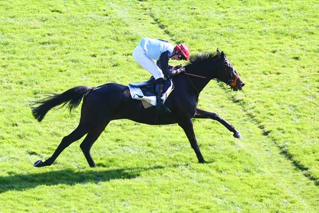 Photo d'arrivée de la course pmu PRIX DUC D'ALBURQUERQUE à AUTEUIL le Samedi 16 octobre 2021