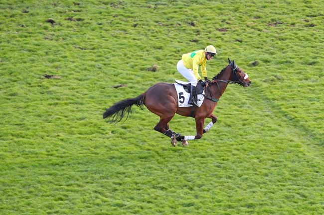 Photo d'arrivée de la course pmu PRIX BERNARD DE DUFAU à AUTEUIL le Jeudi 2 décembre 2021